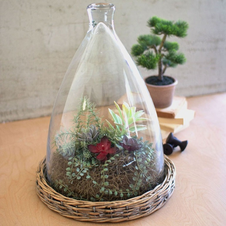 large glass cloche with wicker base | terrarium glass | modern farmhouse decor | rustic home decor | shop a dash of casual home decor, gifts, and art online or in store | Located inside the Corner Cartel in Boerne | best boerne shops for home decor vintage items accessories and gifts